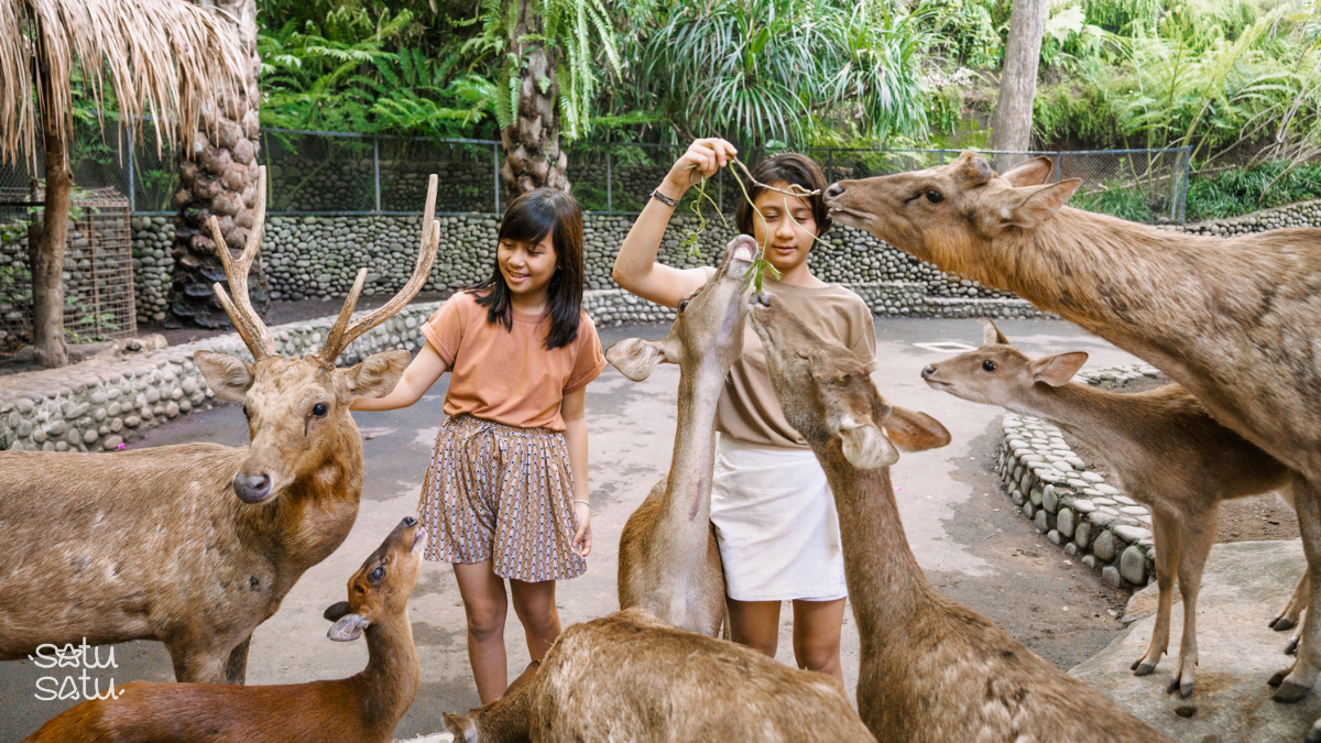 Children feeding deer at Bali Zoo, a family-friendly wildlife experience in Bali.