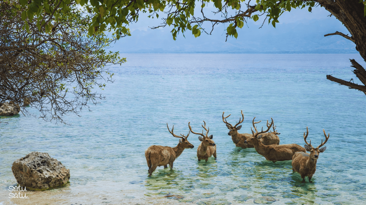 Wild deer standing in clear shallow water at Menjangan Island, West Bali, Indonesia